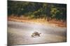 Turtle-Pixie Pics-Mounted Photographic Print