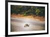 Turtle-Pixie Pics-Framed Photographic Print