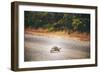 Turtle-Pixie Pics-Framed Photographic Print