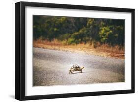 Turtle-Pixie Pics-Framed Photographic Print