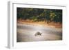 Turtle-Pixie Pics-Framed Photographic Print