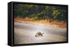 Turtle-Pixie Pics-Framed Stretched Canvas