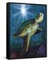 Turtle-Scott Westmoreland-Framed Stretched Canvas