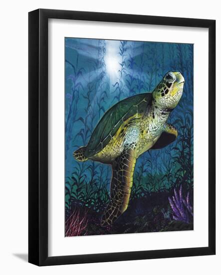 Turtle-Scott Westmoreland-Framed Art Print