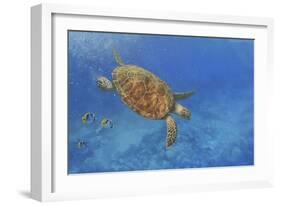 Turtle-Michael Jackson-Framed Giclee Print