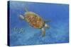 Turtle-Michael Jackson-Stretched Canvas