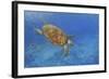 Turtle-Michael Jackson-Framed Giclee Print