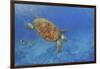 Turtle-Michael Jackson-Framed Giclee Print