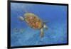 Turtle-Michael Jackson-Framed Giclee Print