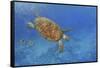 Turtle-Michael Jackson-Framed Stretched Canvas