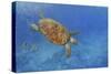 Turtle-Michael Jackson-Stretched Canvas