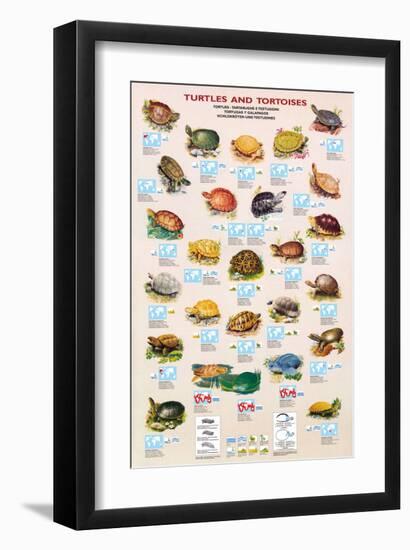 Turtles and Tortoises-null-Framed Art Print