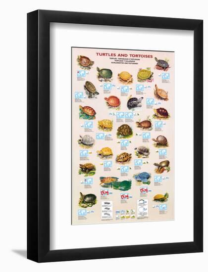 Turtles and Tortoises-null-Framed Art Print