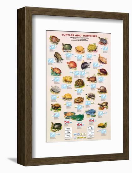 Turtles and Tortoises-null-Framed Art Print