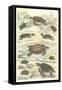 Turtles and Tortoises-null-Framed Stretched Canvas