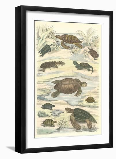 Turtles and Tortoises-null-Framed Art Print