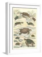 Turtles and Tortoises-null-Framed Art Print