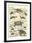 Turtles and Tortoises-null-Framed Art Print