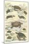 Turtles and Tortoises-null-Mounted Art Print