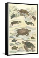 Turtles and Tortoises-null-Framed Stretched Canvas