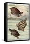 Turtles and Tortoises-null-Framed Stretched Canvas