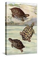 Turtles and Tortoises-null-Stretched Canvas