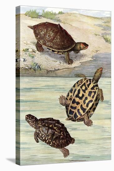 Turtles and Tortoises-null-Stretched Canvas