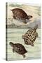 Turtles and Tortoises-null-Stretched Canvas