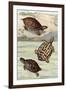 Turtles and Tortoises-null-Framed Art Print