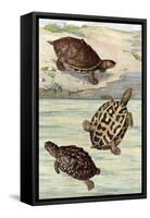 Turtles and Tortoises-null-Framed Stretched Canvas