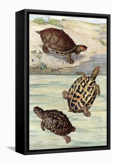 Turtles and Tortoises-null-Framed Stretched Canvas