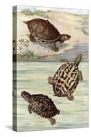 Turtles and Tortoises-null-Stretched Canvas