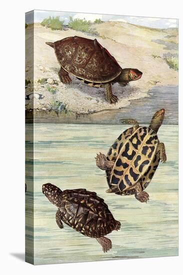 Turtles and Tortoises-null-Stretched Canvas