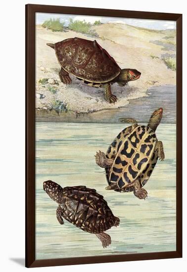 Turtles and Tortoises-null-Framed Art Print