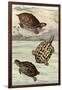 Turtles and Tortoises-null-Framed Art Print