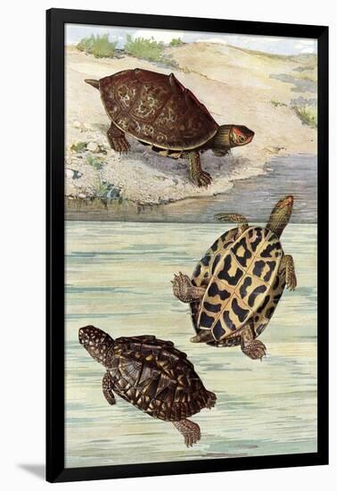 Turtles and Tortoises-null-Framed Art Print