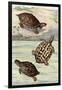 Turtles and Tortoises-null-Framed Art Print