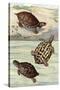 Turtles and Tortoises-null-Stretched Canvas