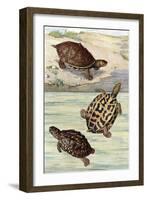 Turtles and Tortoises-null-Framed Art Print