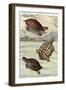 Turtles and Tortoises-null-Framed Art Print