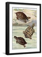 Turtles and Tortoises-null-Framed Art Print