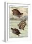 Turtles and Tortoises-null-Framed Art Print