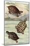 Turtles and Tortoises-null-Mounted Art Print