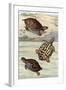 Turtles and Tortoises-null-Framed Art Print