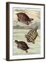 Turtles and Tortoises-null-Framed Art Print