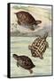 Turtles and Tortoises-null-Framed Stretched Canvas