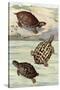 Turtles and Tortoises-null-Stretched Canvas