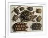 Turtles: from Albert Seba's "Locupletissimi Rerum Naturalium", C.1750-null-Framed Giclee Print