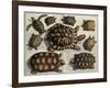 Turtles: from Albert Seba's "Locupletissimi Rerum Naturalium", C.1750-null-Framed Giclee Print