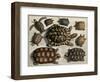 Turtles: from Albert Seba's "Locupletissimi Rerum Naturalium", C.1750-null-Framed Giclee Print